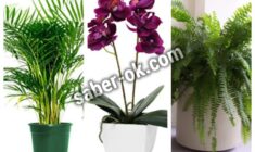 Plantas que absorben la humedad ambiental en nuestro hogar
