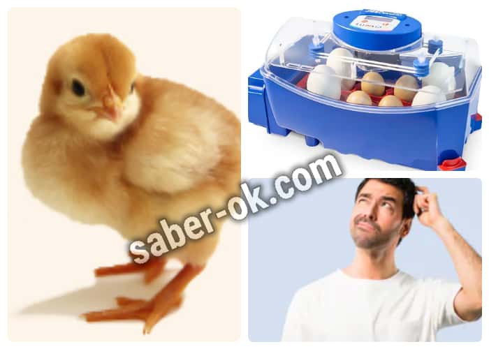 Cuidado e incubación de los huevos fértiles