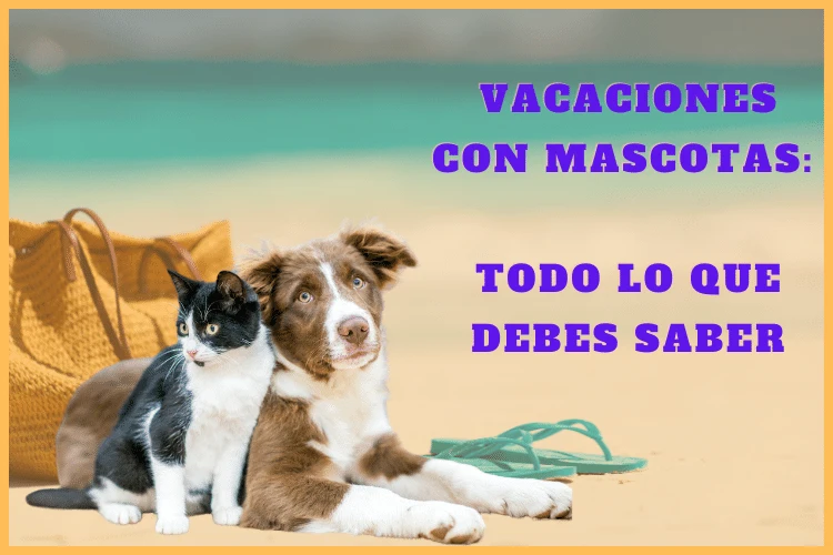 Vacaciones con mascotas consejos y tips