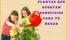 13 plantas que aportan beneficios para tu hogar