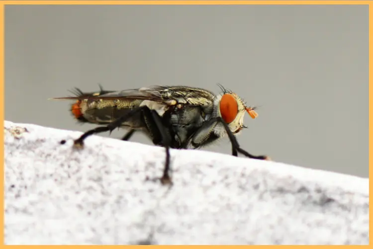 Remedios caseros: como eliminar las moscas de las cuadras