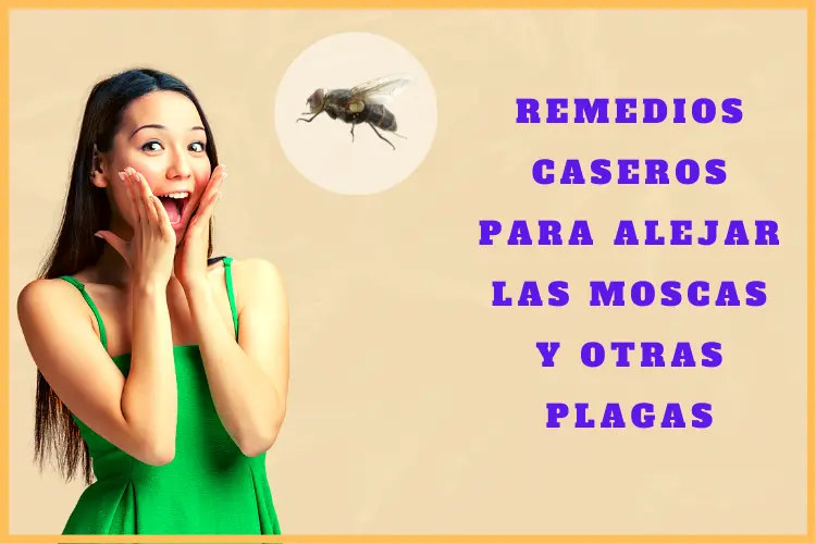 Remedios caseros para alejar las moscas y otras plagas