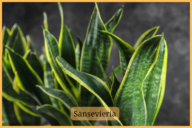 Plantas: Sansevieria